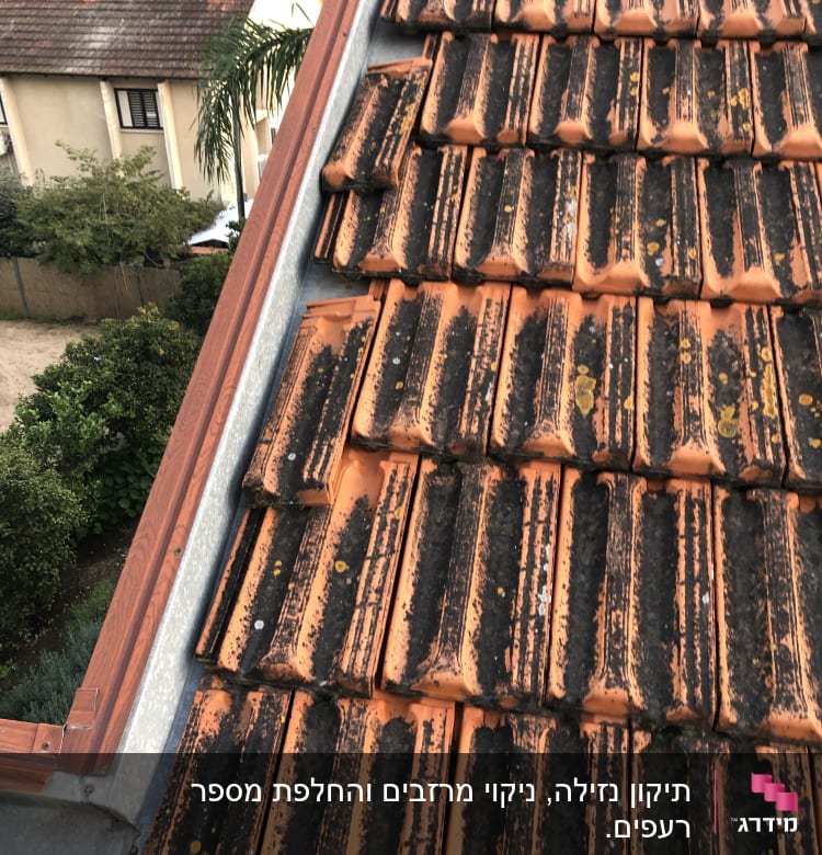 רעפים כתומים עם פטריות על גג